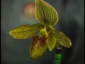 Home Orchid Grower