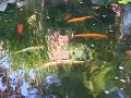 Pond