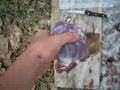 goose hunting, cleaning, and eating (part3)