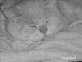 Mi gato presiente los asesinatos de CSI