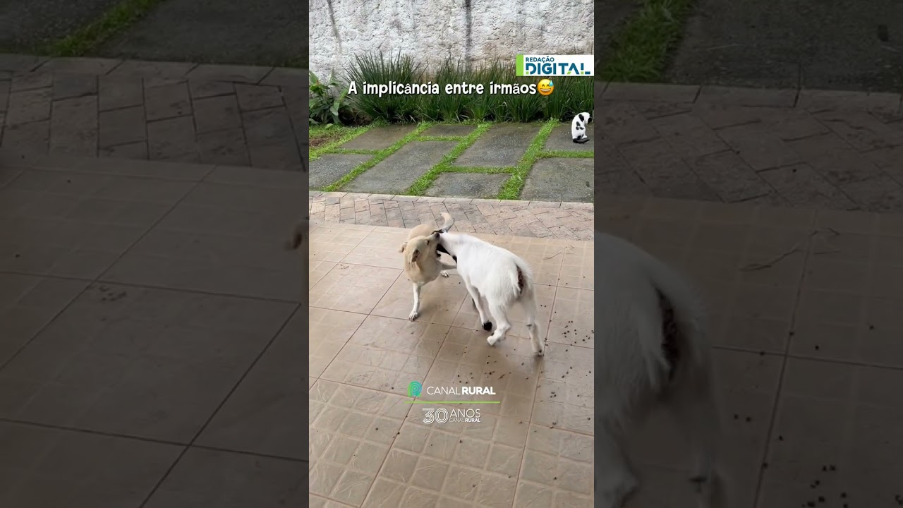 Cabritinho vai atrás de cachorrinha só para provocar