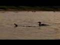 Release of a Merganser Chick