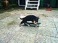 skateboarding dog (Puppy)