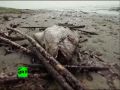 Wildlife apocalypse along the Gulf of Mexico coast is fast becoming a reality. Pelicans are becoming trapped by the oil and dead birds and dolphins have been washing ashore, coated in the sludge. Government officials estimate that roughly 83 to 182 million litres of oil have leaked into the Gulf since the April 20 explosion.