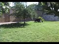 gigio   shiro playing in the backyard