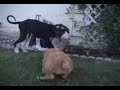 gigio   shiro playing in the backyard