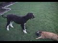 gigio   shiro playing in the backyard