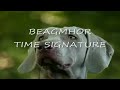 basic retrieve training /weimaraner HPR