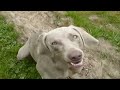 basic retrieve training /weimaraner HPR