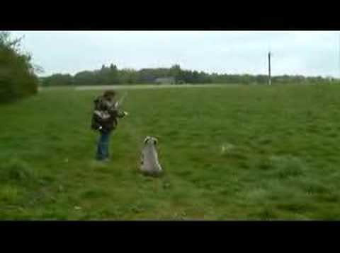 how to train weimaraner