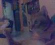 Chomel watching enjet-enjet semut