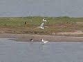 Black-headed gulls reacting to a strange bird