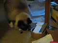 cat buries food