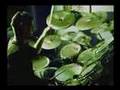 Meshuggah - Autonomy Lost