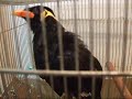 ???????????????The bird which talks
