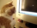 Silly kitty watching the cursor.