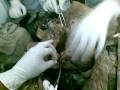 videos de heart dissection in sichuan university by ,....mazhar