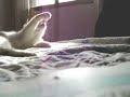El vals gatuno (underwater theme, from mario bros.)