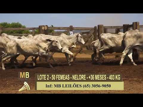 365� LEIL�O VIRTUAL MB LEIL�ES