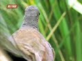 bird bird
