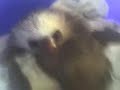 Two Baby Sloths Waking From A Nap
