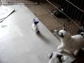 videos de 6weekspups