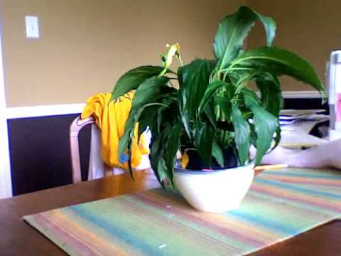 how to plant a spathiphyllum