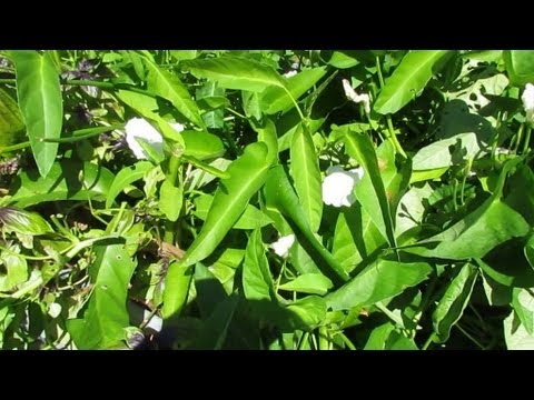 how to harvest kangkong