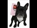 Zora the Agility French Bulldog