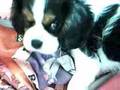 Cavalier King Charles Spaniel video