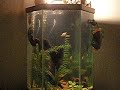 Fishie Friends Love Feeding Time
