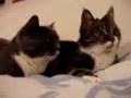videos de Re: Cat Talking, Translation