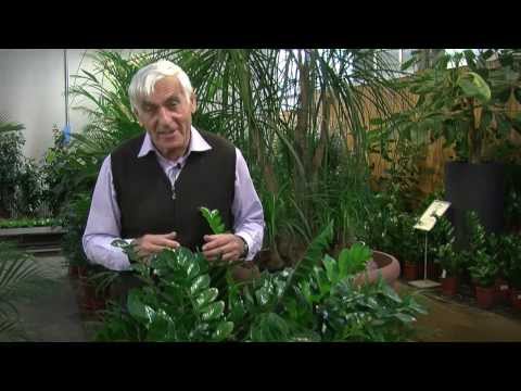 how to transplant zamioculcas