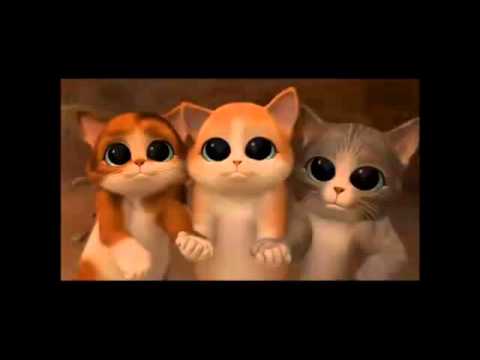 GATO DE SHEK gato de shek:
