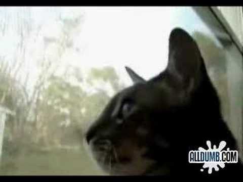 Talking Cat