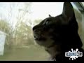 Talking Cat