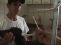 DOBERMANN - EAR DRESSING