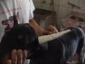 DOBERMANN - EAR DRESSING