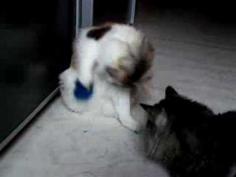 kuril bobtail
