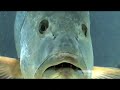 Curacao Dolphin Therapy and Research Center Curacao Dolphin Therapy and Research Center