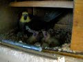 baby cockatiels in nest baby cockatiels in nest