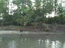 pippia the river dog