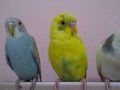 TheBudgieBirds - Classic sleepy Budgies