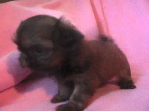 Meet Hope TINY shih tzu puppy ..  