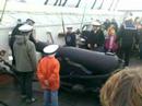 Der affyres kanon p� fregatten Jylland