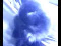 Cat Kitten chitten Cat Kitten chitten