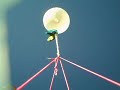 Abilene Near Space Program Flight #1