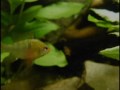 My Fish