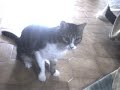 ボール猫動画