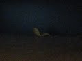 Random Lone Frito